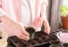 Starting a Garden From Seed Indoors: The Setup That Actually Works how to start seeds indoors for beginners