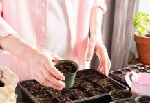 Starting a Garden From Seed Indoors: The Setup That Actually Works how to start seeds indoors for beginners