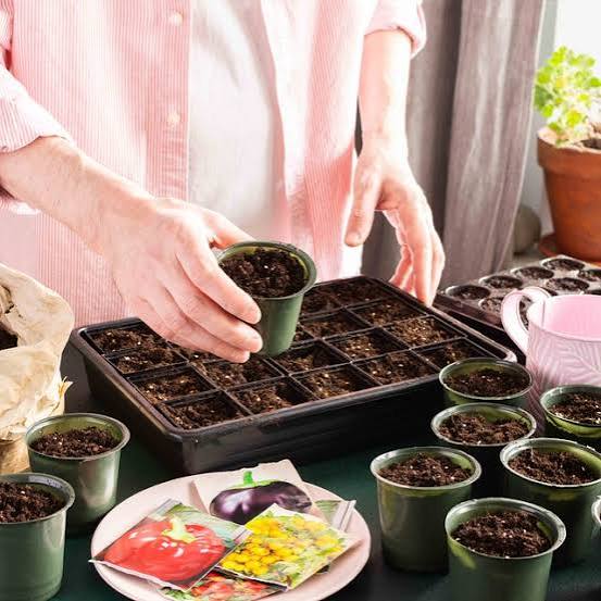 how to start seeds indoors for beginners how to start seeds indoors for beginners