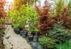 Trees in the Home Landscape: Choosing, Placing, and Protecting Your Investment how to choose and plant trees in yard