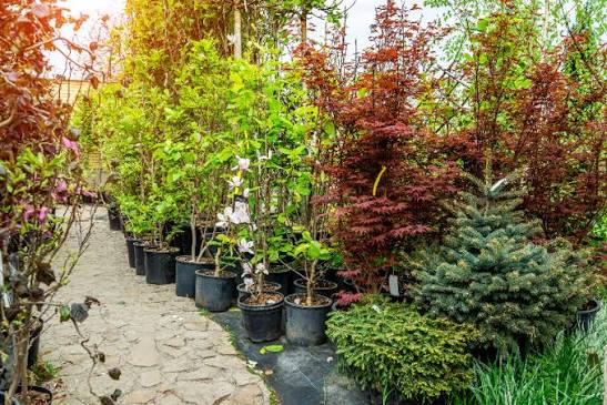 Trees in the Home Landscape: Choosing, Placing, and Protecting Your Investment how to choose and plant trees in yard